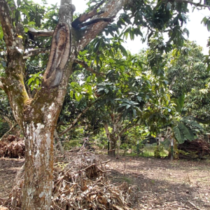 Lote Plano en La Mesa